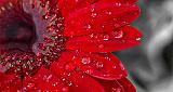 Wet Red Gerbera_P1150526-31